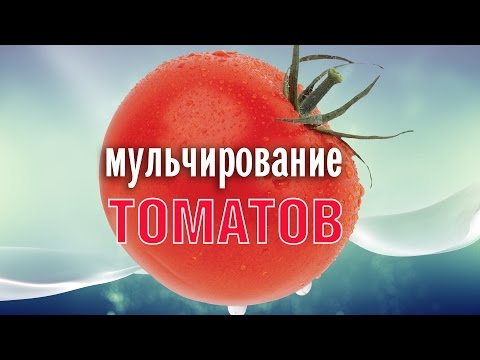 Мульчирование томатов