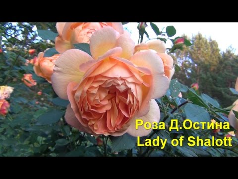 Английская роза «Lady of Shalott"