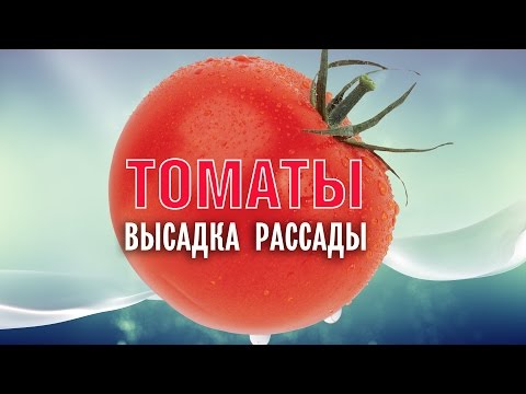 Высадка рассады томатов
