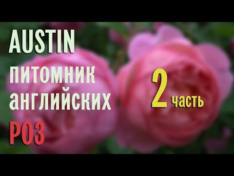 AUSTIN - английские розы, цветение в питомнике. Эпизод 2.