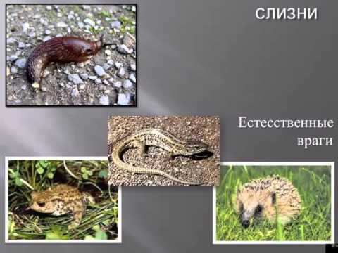 Защита растений от болезней и вредителей (лекция - Новосибирск)