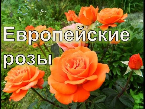 Европейские розы в садах Урала