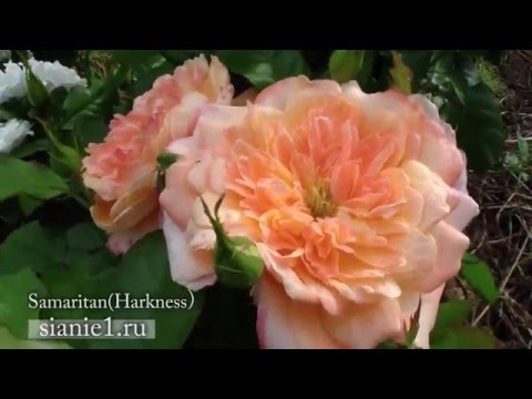 Rose Samaritan (Harkness)