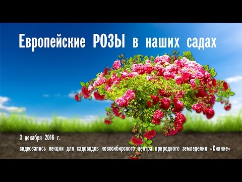 Розы (лекция - Новосибирск)