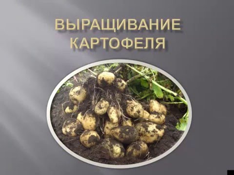 картофель (лекция - Новосибирск)