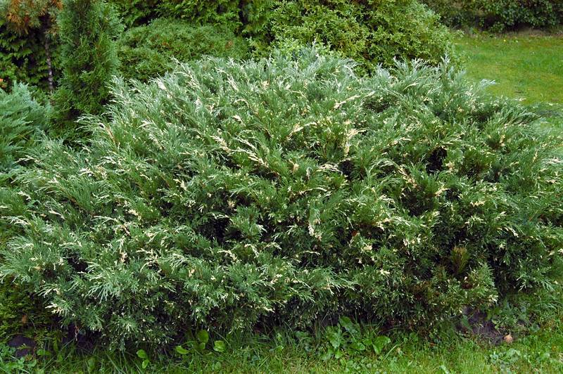 Horizontalis variegata (Можжевельник)
