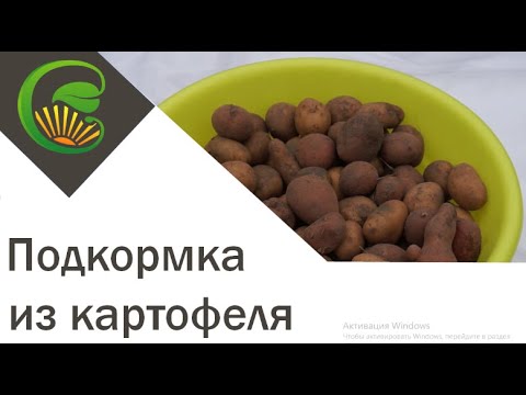 Подкормка смородины из картофеля