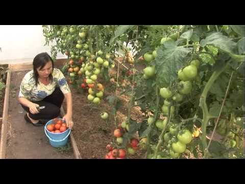 Урожай томатов в природном земледелии