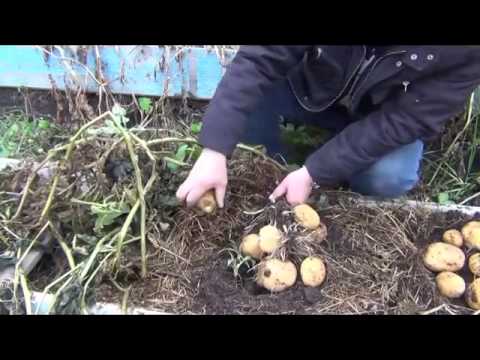 Урожай картофеля в органическом коробе