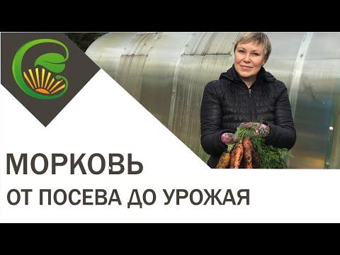 Морковь от посева до урожая