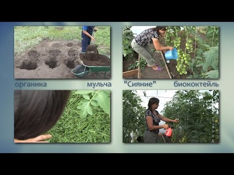Опыт в природном земледелии. Новосибирск