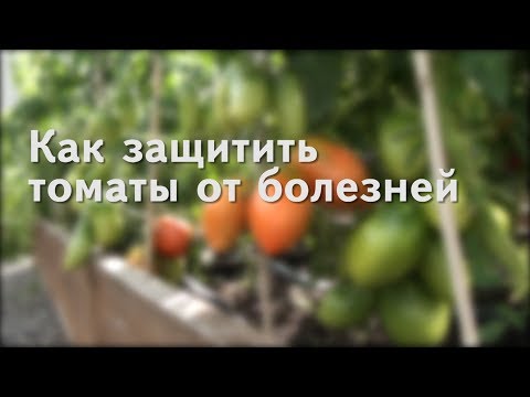 Как защитить томаты от болезней