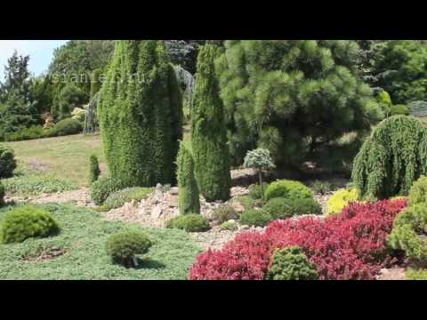 Хвойный сад Душана Горака, Чехия (краткая версия) 