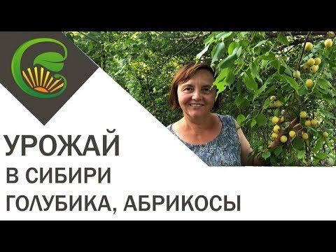 Урожаи в Сибири, голубика и абрикосы