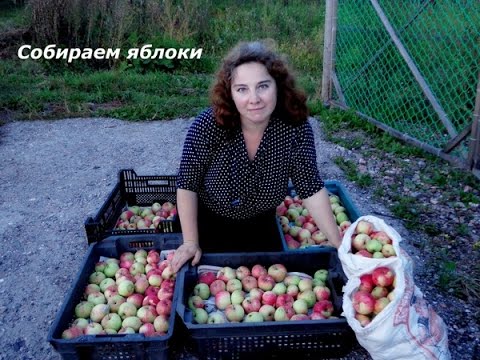 Сбор урожая яблок с помощью плодосборника