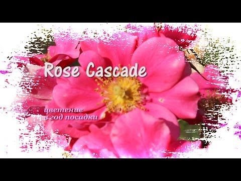 Rose Cascade (Delbard)