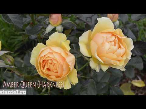 Роза Amber Queen (Harkness)