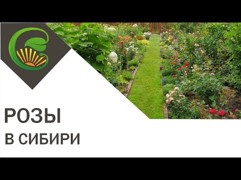 Сказочный розовый сад в Сибири