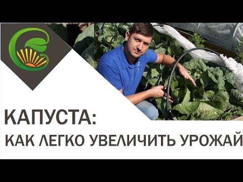 Как легко увеличить урожай капусты