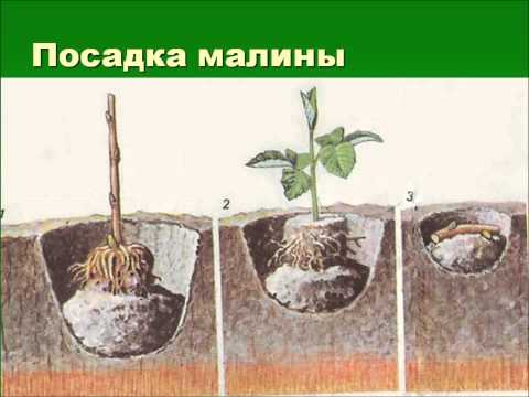 Агротехника выращивания малины. Видеолекция. Орск