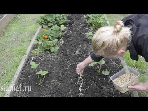 Сидераты на садовом участке (видеоурок)