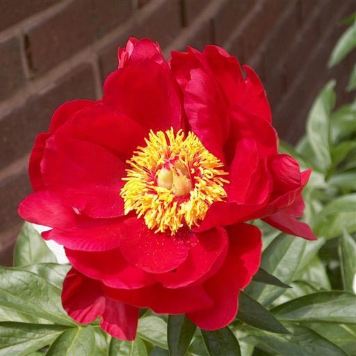 Red Rose (Пион)