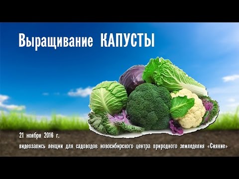 Капуста (лекция - Новосибирск)