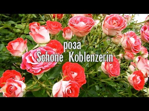 Роза флорибунда Schone Koblenzerin