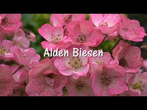 Кустовая бельгийская роза Alden Biesen