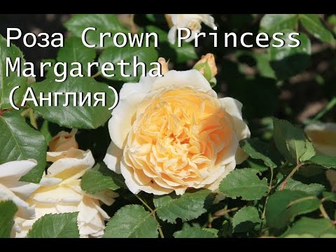 Английская Роза Crown Princess Margaretha