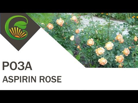 Роза Aspirin rose