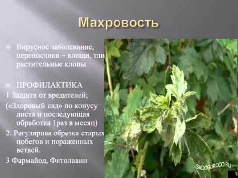 Выращивание ягоднях кустарников. Видеолекция. Новосибирск