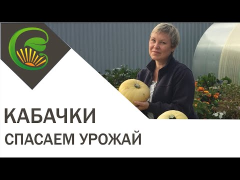 Кабачки - спасаем урожай