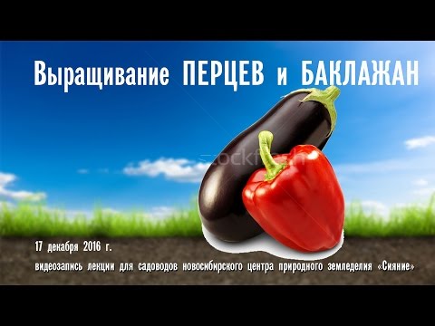 перцы, баклажаны (лекция - новосибирск)