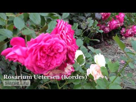 Роза Rosarium Uetersen (Kordes) 
