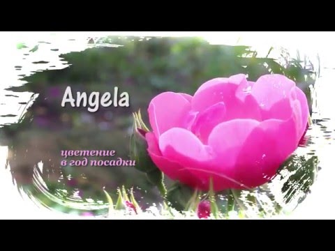 Роза Angela (kordes) 