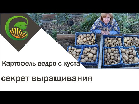 Картофель ведро с куста Секрет выращивания