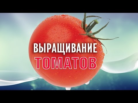 Способы выращивания томатов