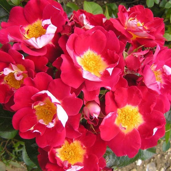 Girlguiding UK Centenary Rose 