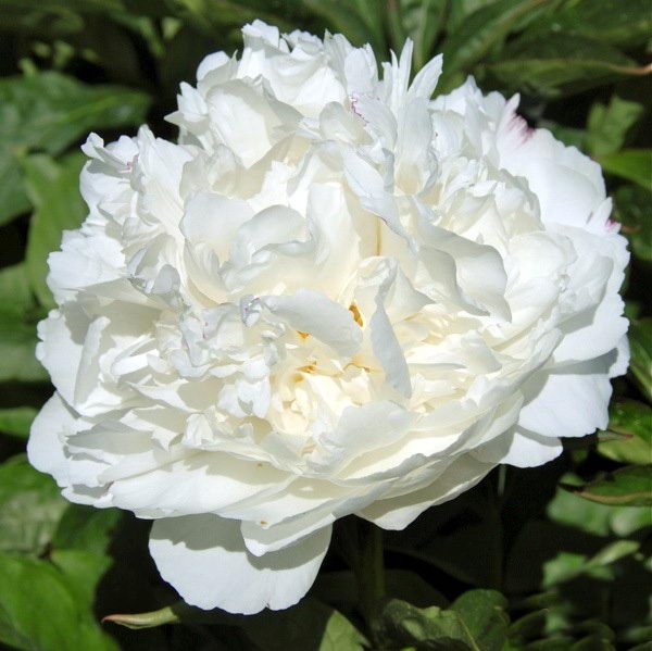 White Sarah Bernhardt (Пион)