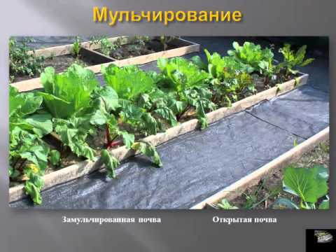 Агротехника природного земледелия. Видеолекция, Новосибирск