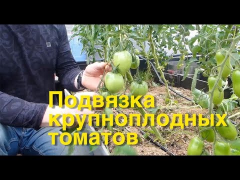 Подвязка крупноплодных томатов