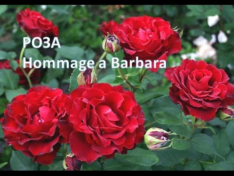 "Hommage a Barbara" - французская роза  