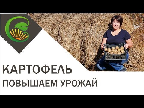 Мульчируем картофель   повыышаем урожай