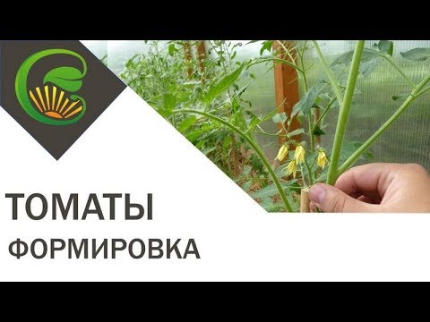 Формировка высокорослых томатов