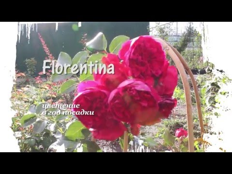 Роза Florentina (Kordes) 
