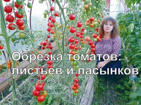 Обрезка листьев и пасынков у томатов