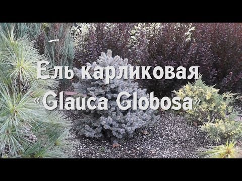 Ель карликовая «Glauca Globosa» 