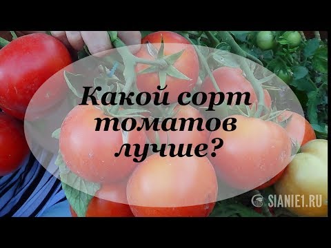 Какой сорт томатов лучше