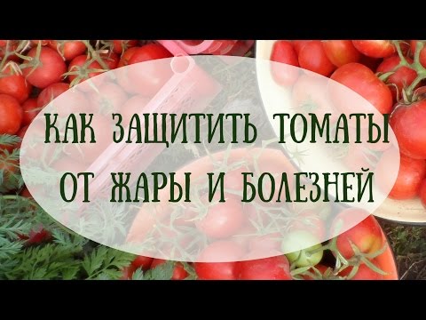 Защищаем томаты от жары и повышаем урожайность
